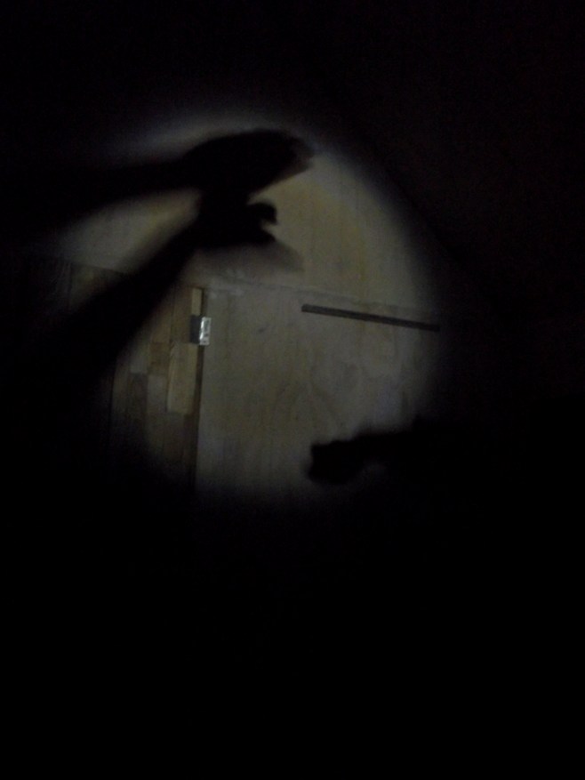 Bird feeding out of handWe had a lovely evening of shadow puppetry on the Tuesday night.